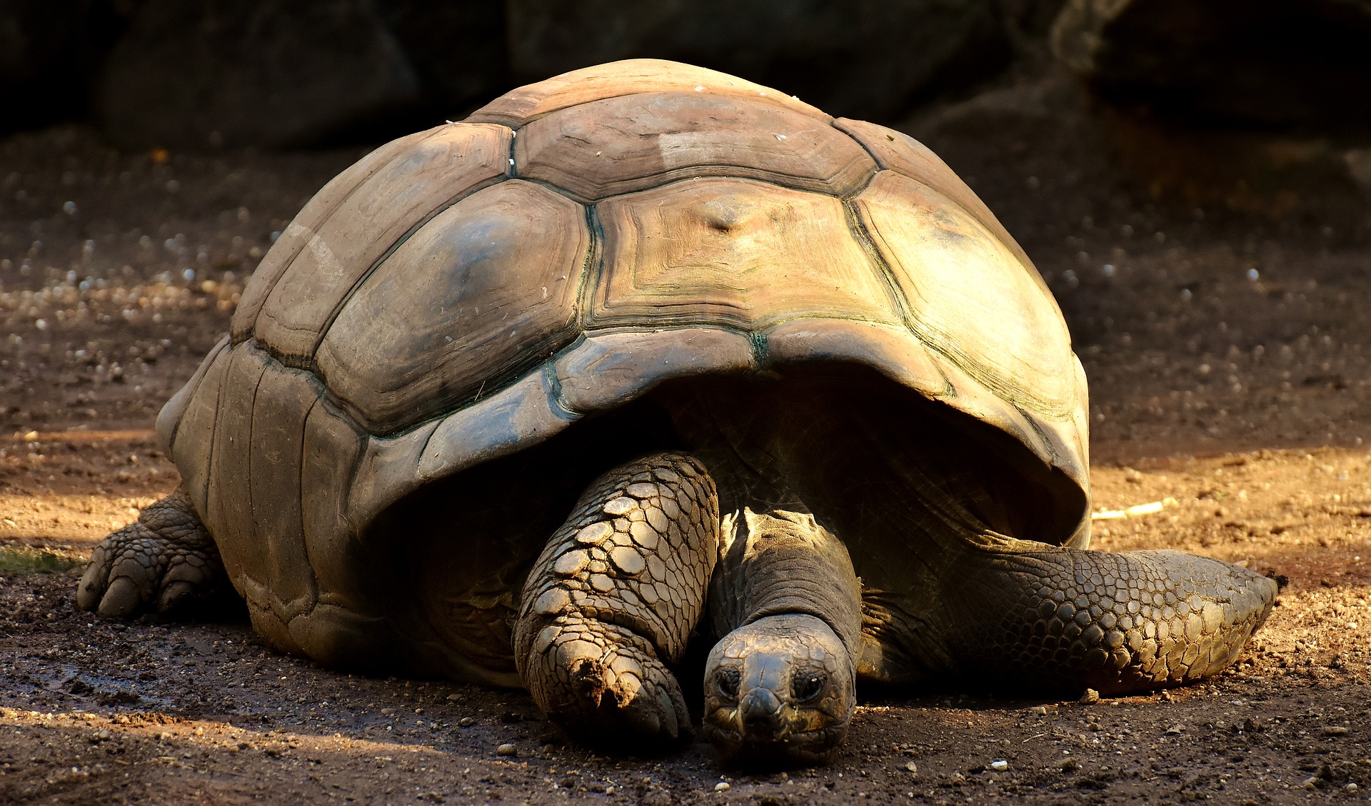 It took 300 years to name the Giant Tortoise