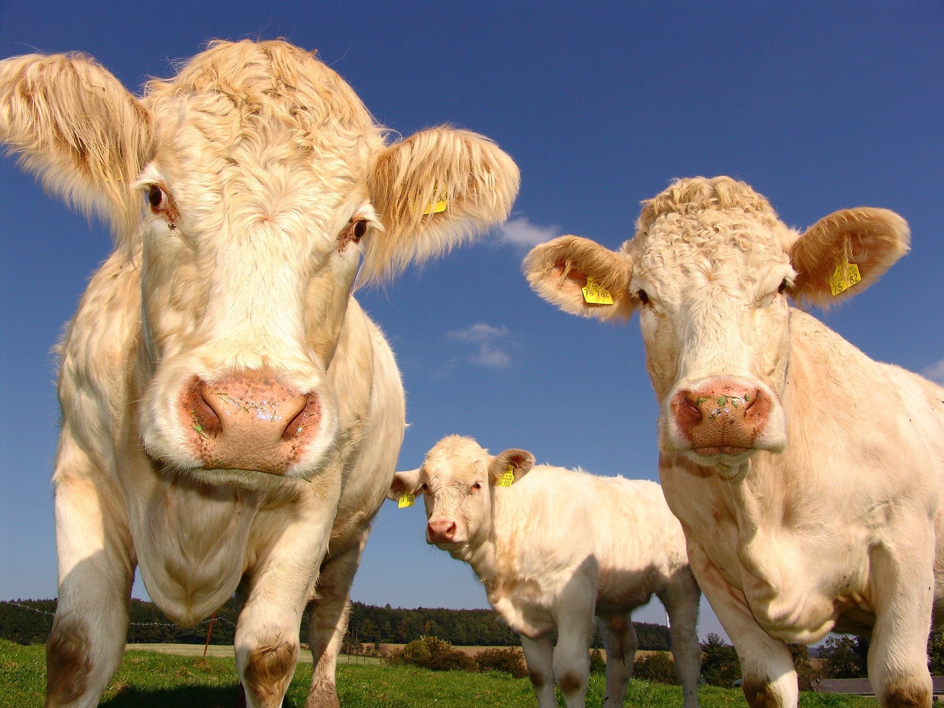 Mad Cow Disease could kill you decades later