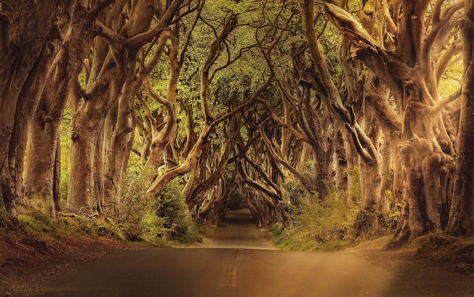 Irish Fairy Trees image header